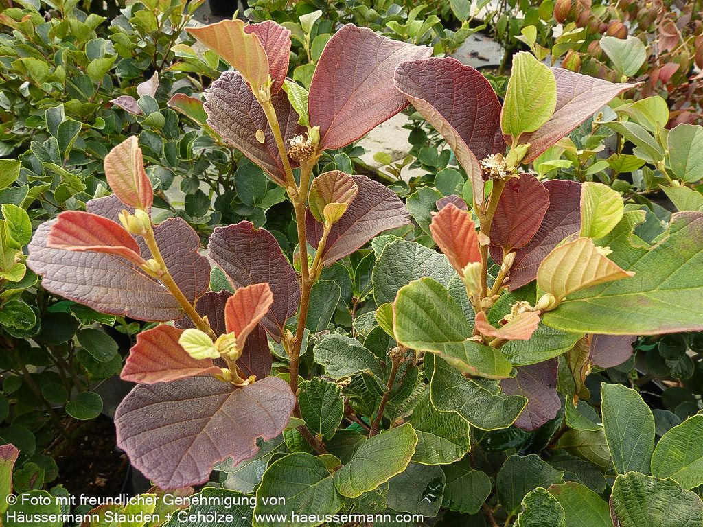 Großer Federbuschstrauch (Fothergilla major)