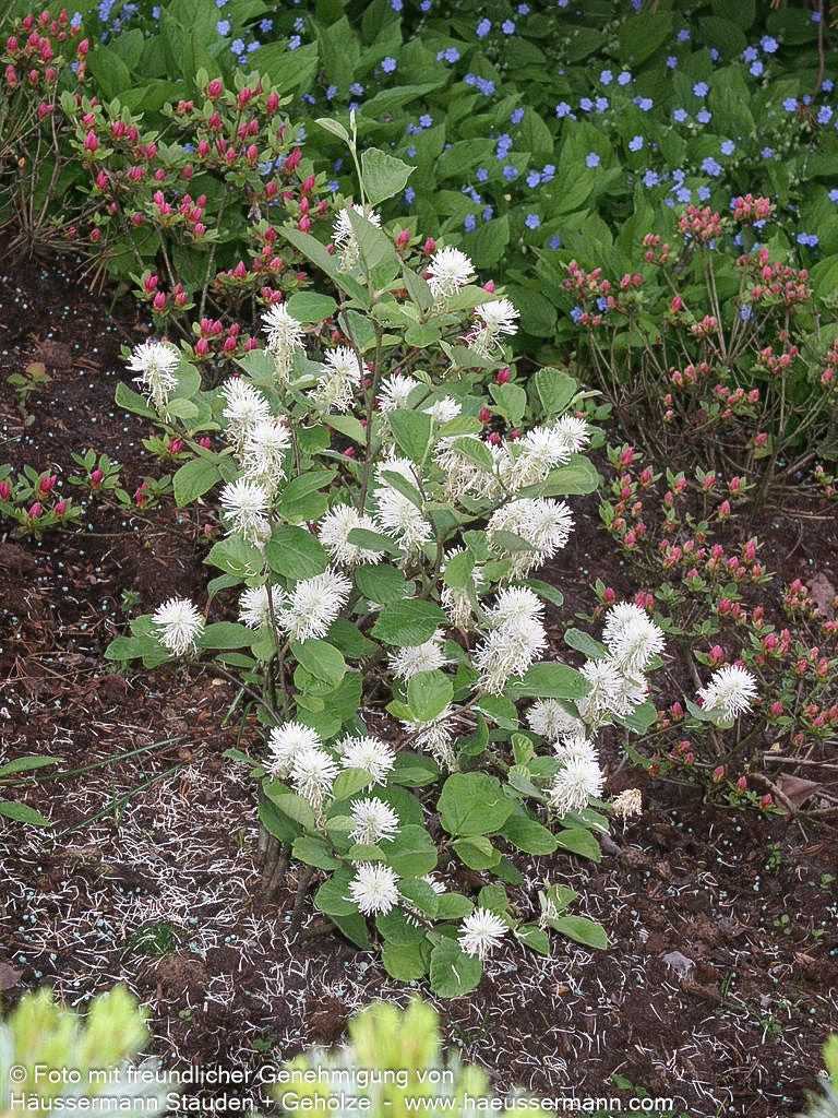Großer Federbuschstrauch (Fothergilla major)