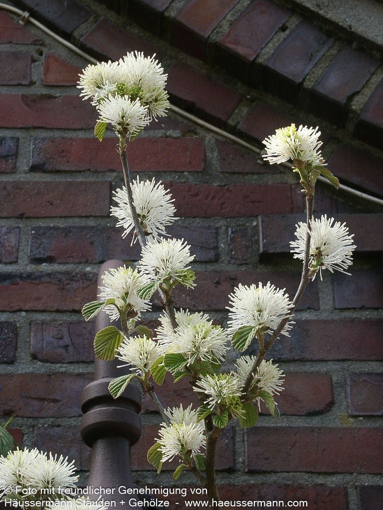 Großer Federbuschstrauch (Fothergilla major)