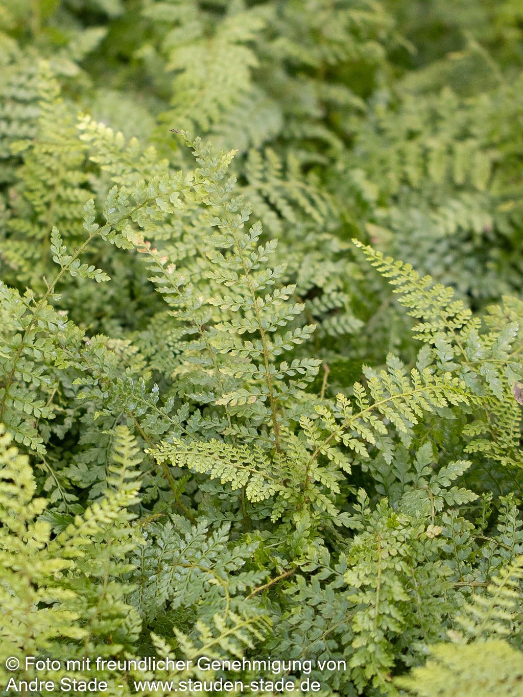 Großer Filigranfarn 'Prolif.Herrenhausen' (Polystichum setif.)