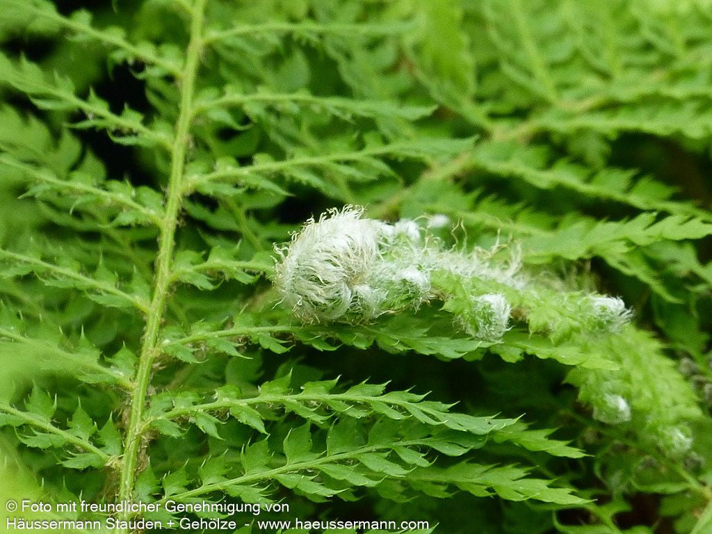 Großer Filigranfarn 'Prolif.Herrenhausen' (Polystichum setif.)