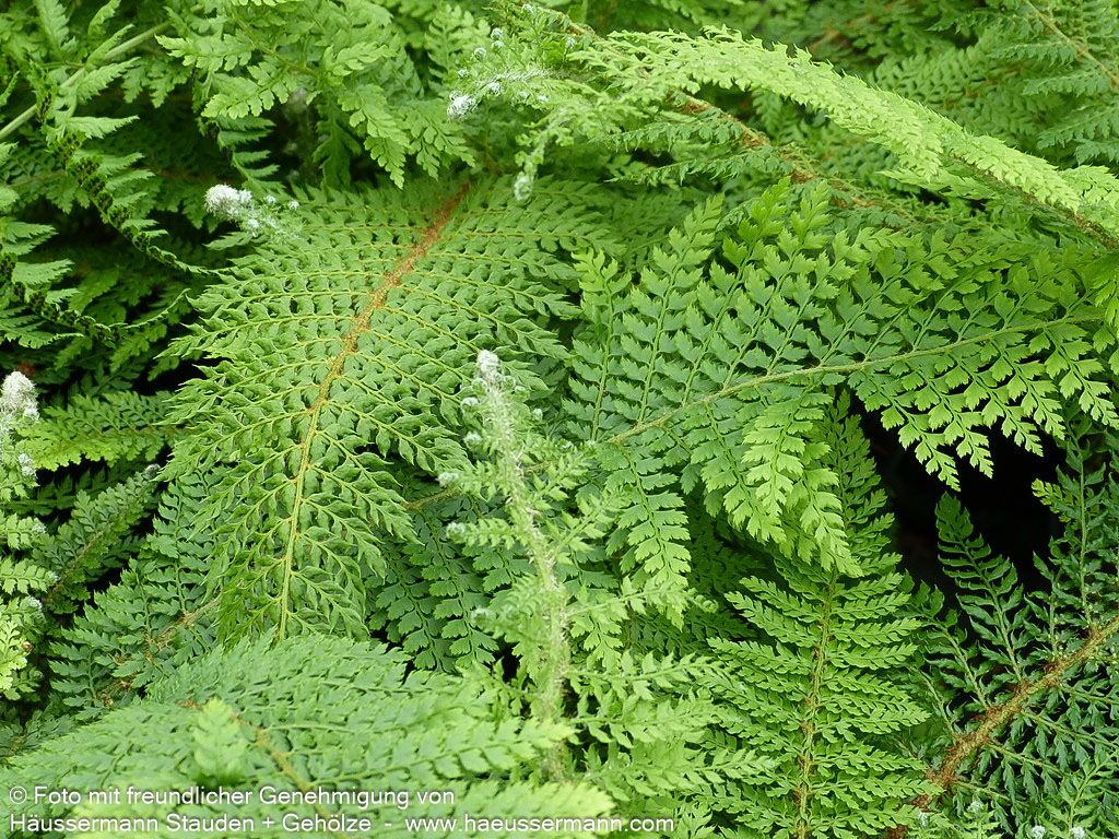 Großer Filigranfarn 'Prolif.Herrenhausen' (Polystichum setif.)