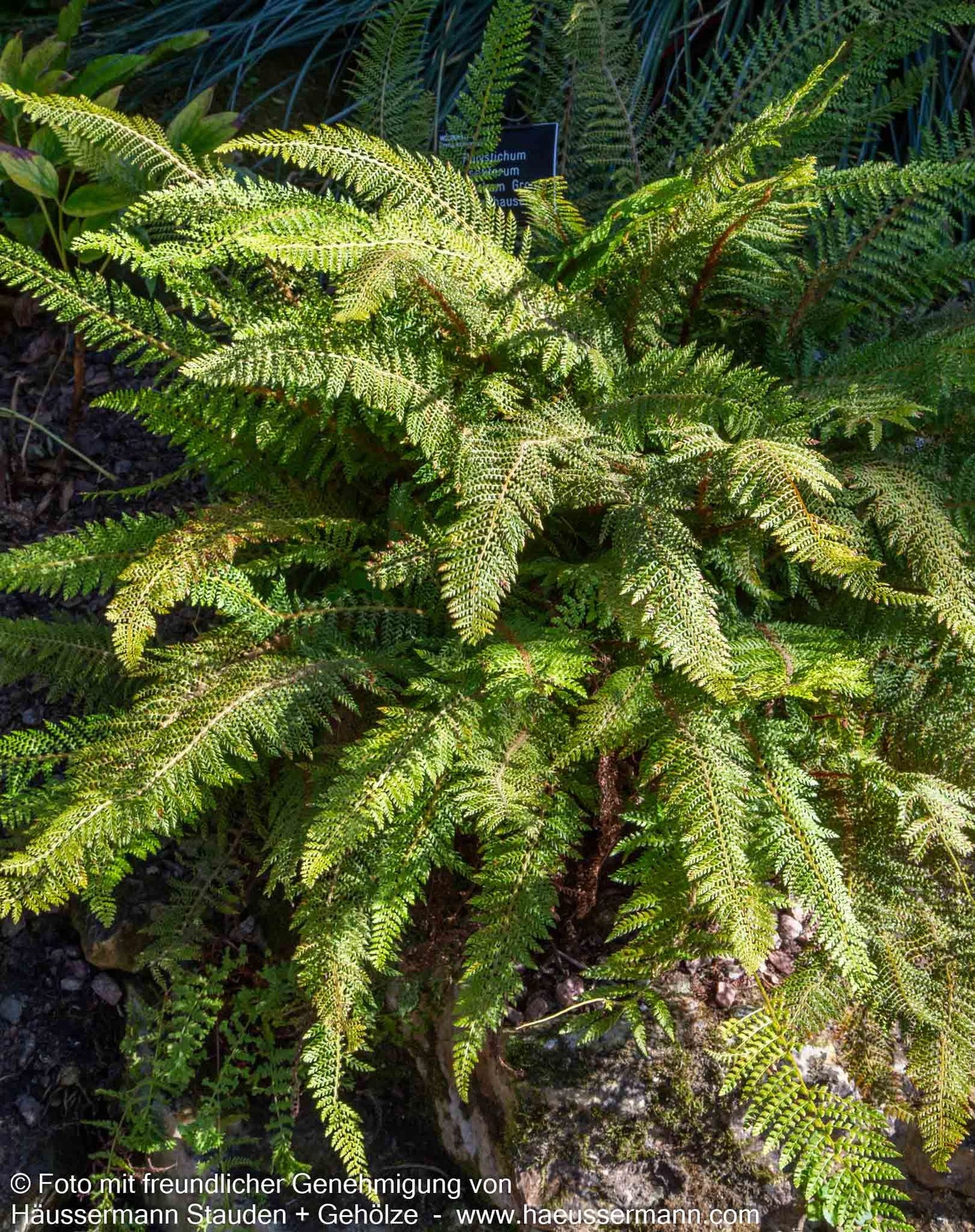 Großer Filigranfarn 'Prolif.Herrenhausen' (Polystichum setif.)