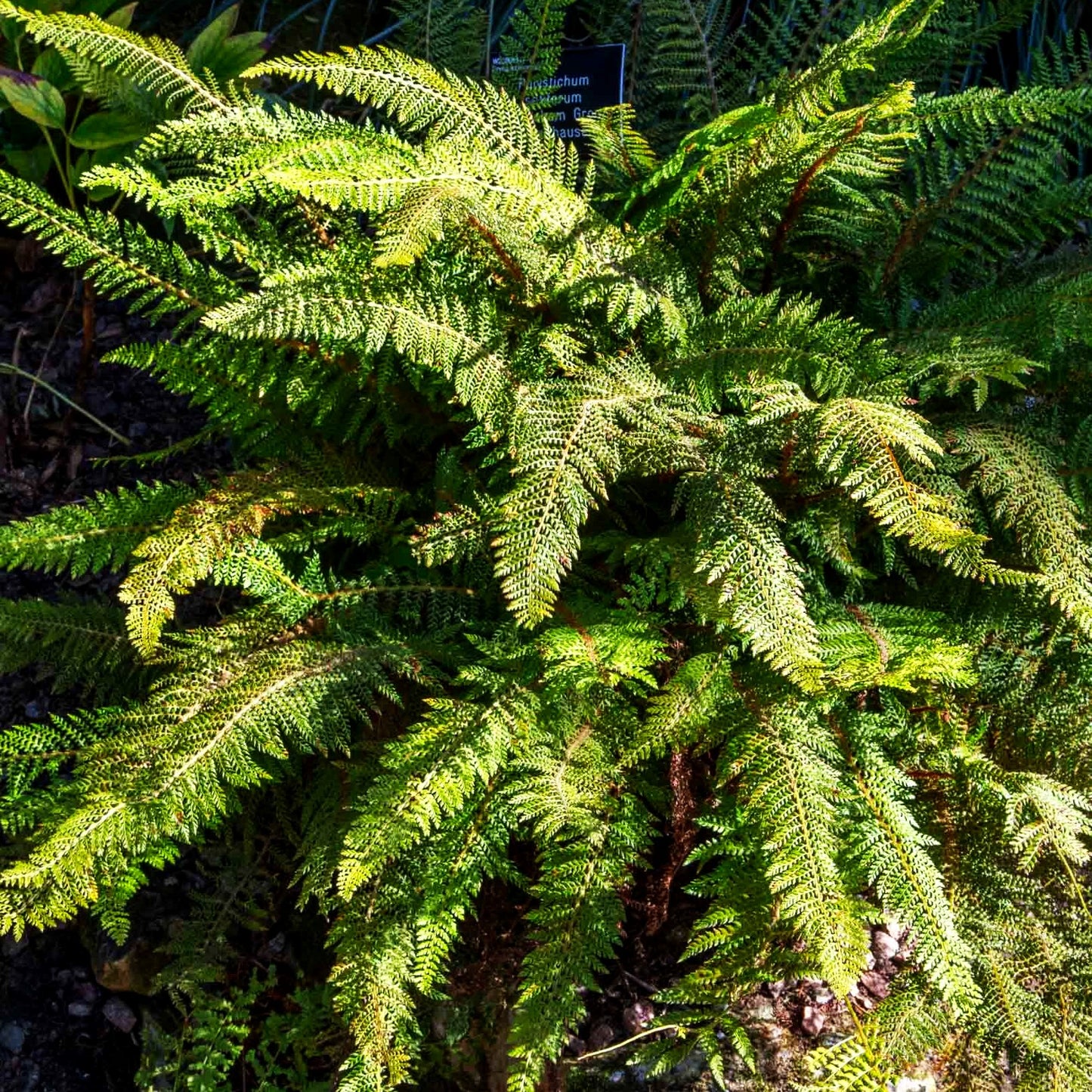 Großer Filigranfarn 'Prolif.Herrenhausen' (Polystichum setif.)