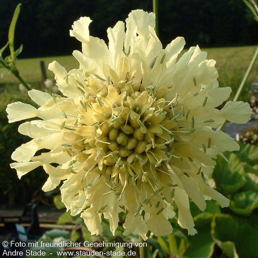 Großer Schuppenkopf (Cephalaria gigantea)