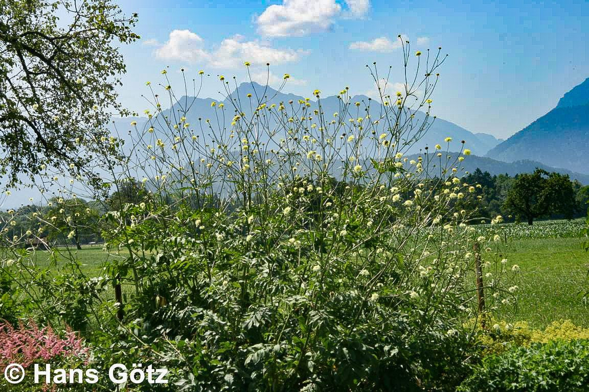 Großer Schuppenkopf (Cephalaria gigantea)