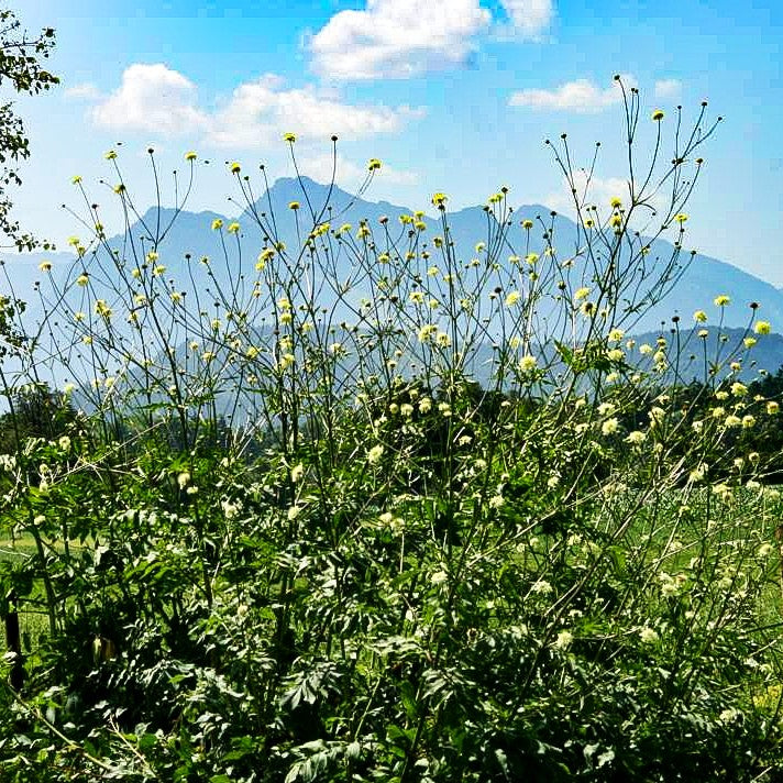 Großer Schuppenkopf (Cephalaria gigantea)