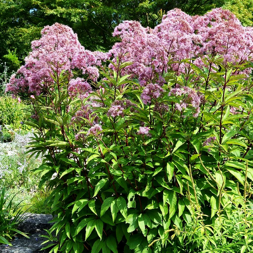 Großer Wasserdost 'Riesenschirm' (Eupatorium fistulosum)