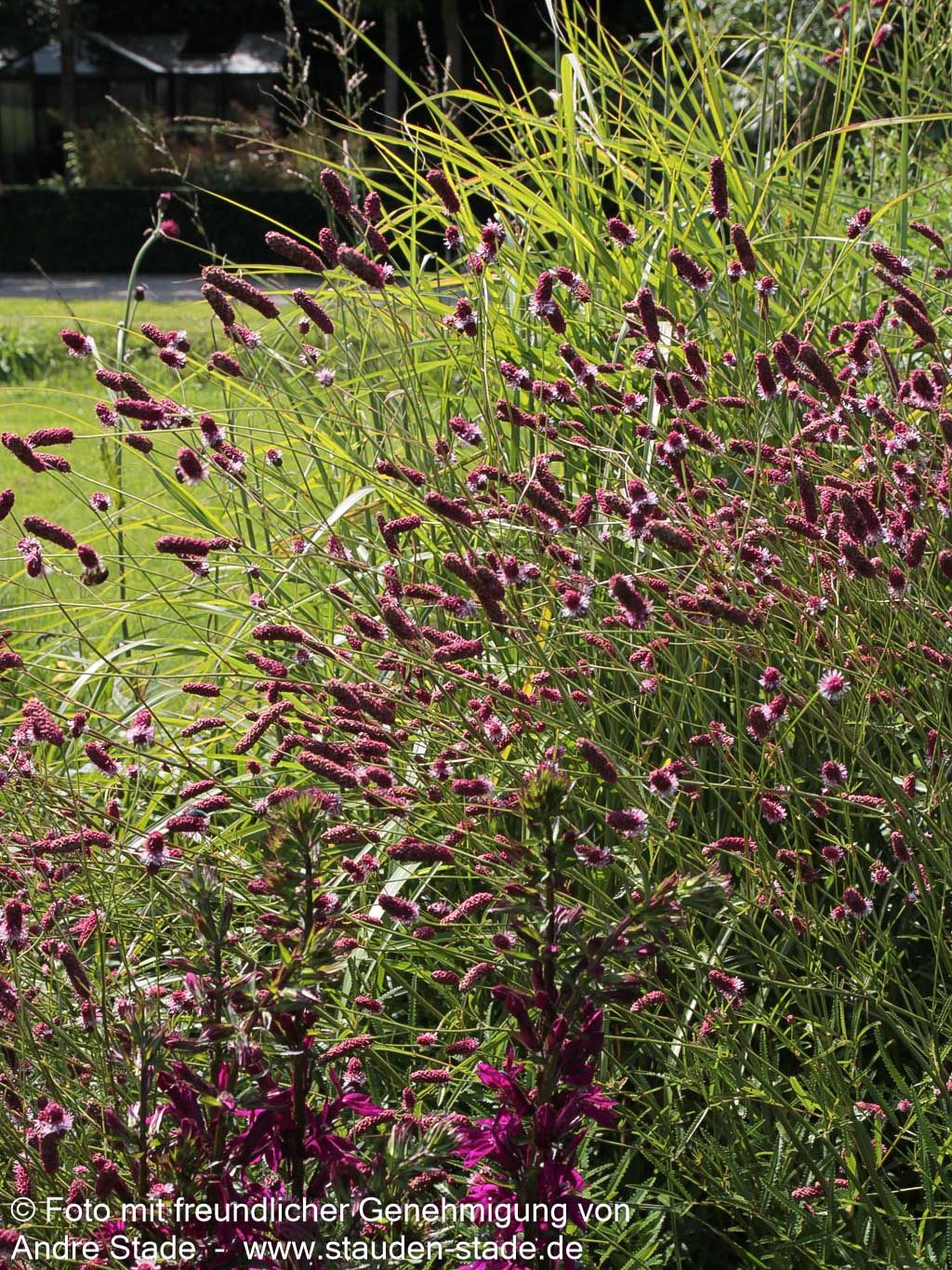 Großer Wiesenknopf 'Red Thunder' (Sanguisorba officinalis)