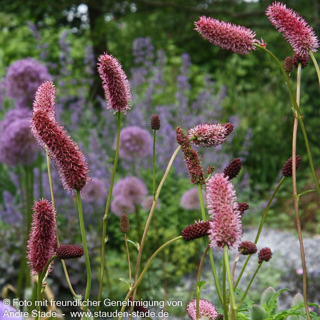 Großer Wiesenknopf 'Red Thunder' (Sanguisorba officinalis)