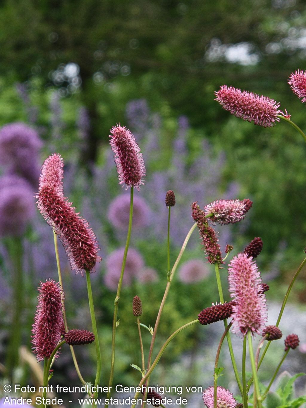 Großer Wiesenknopf 'Red Thunder' (Sanguisorba officinalis)