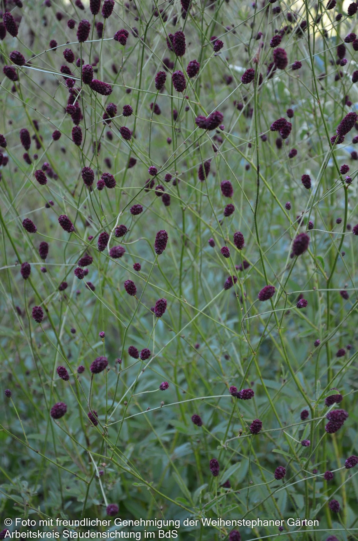Großer Wiesenknopf 'Red Thunder' (Sanguisorba officinalis)