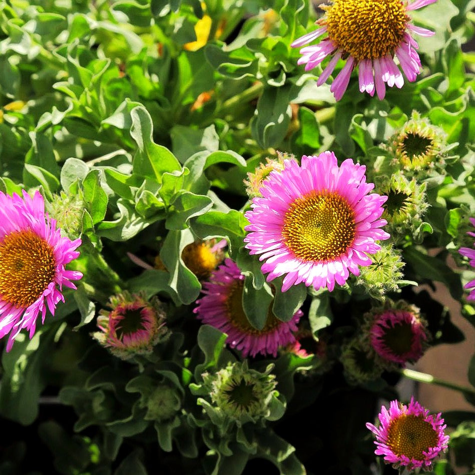 Großes Gänseblümchen 'Sea Breeze' (Erigeron glaucus)