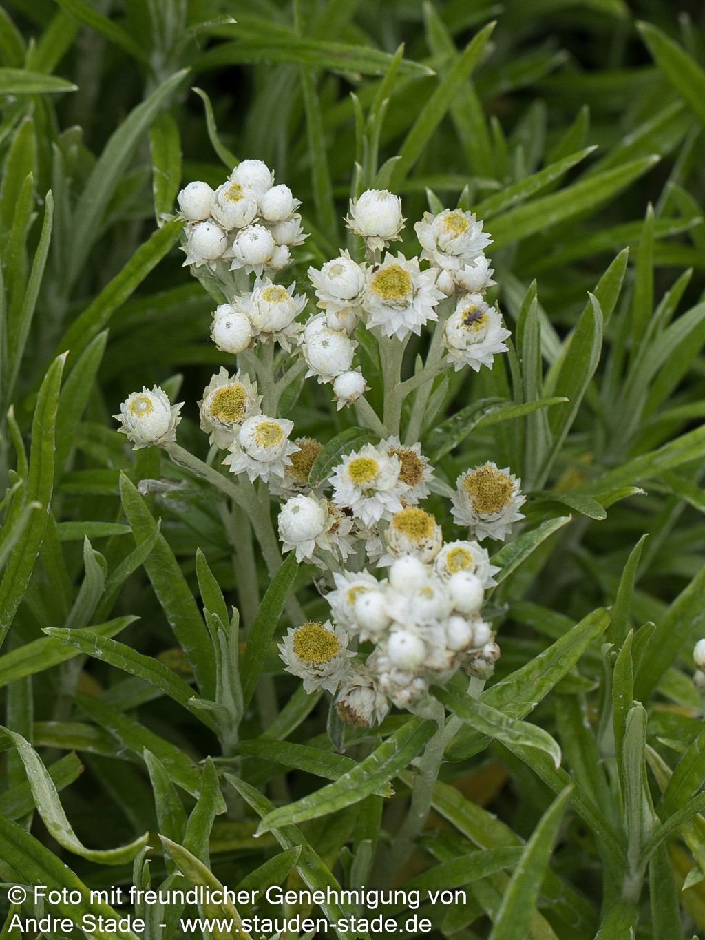 Großes Perlkörbchen 'Neuschnee' (Anaphalis margaritacea)
