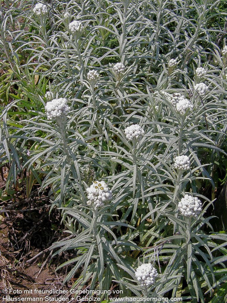 Großes Perlkörbchen 'Neuschnee' (Anaphalis margaritacea)