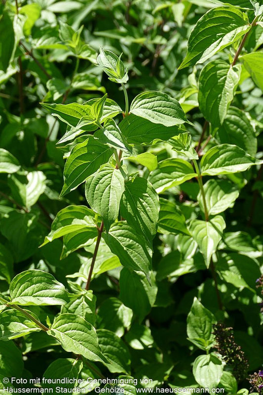 Großfrüchtige Kornelkirsche 'Schönbrunner Gourmet Dirndl' (Cornus mas)