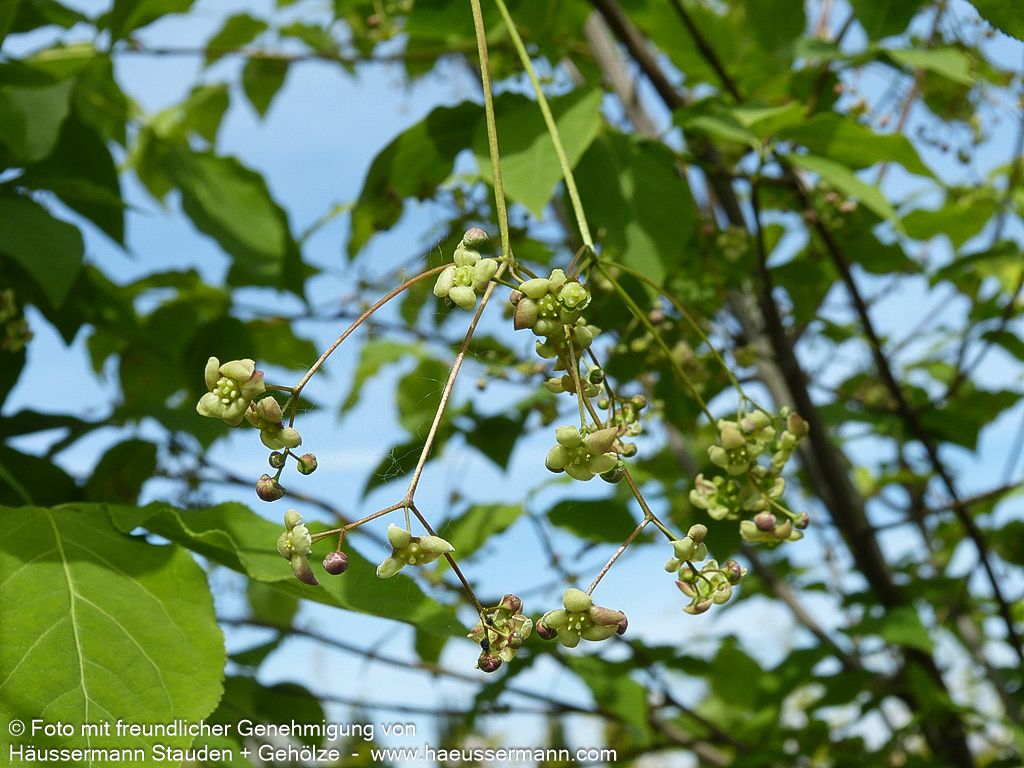 Großfrüchtiges Pfaffenhütchen (Euonymus planipes)