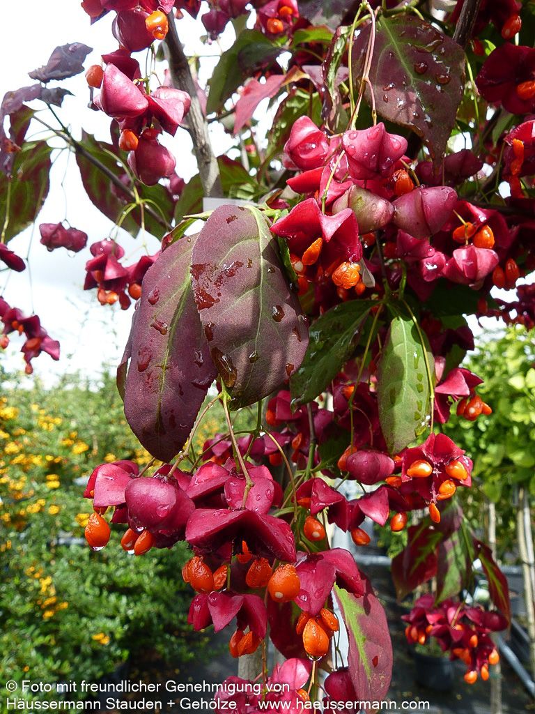 Großfrüchtiges Pfaffenhütchen (Euonymus planipes)
