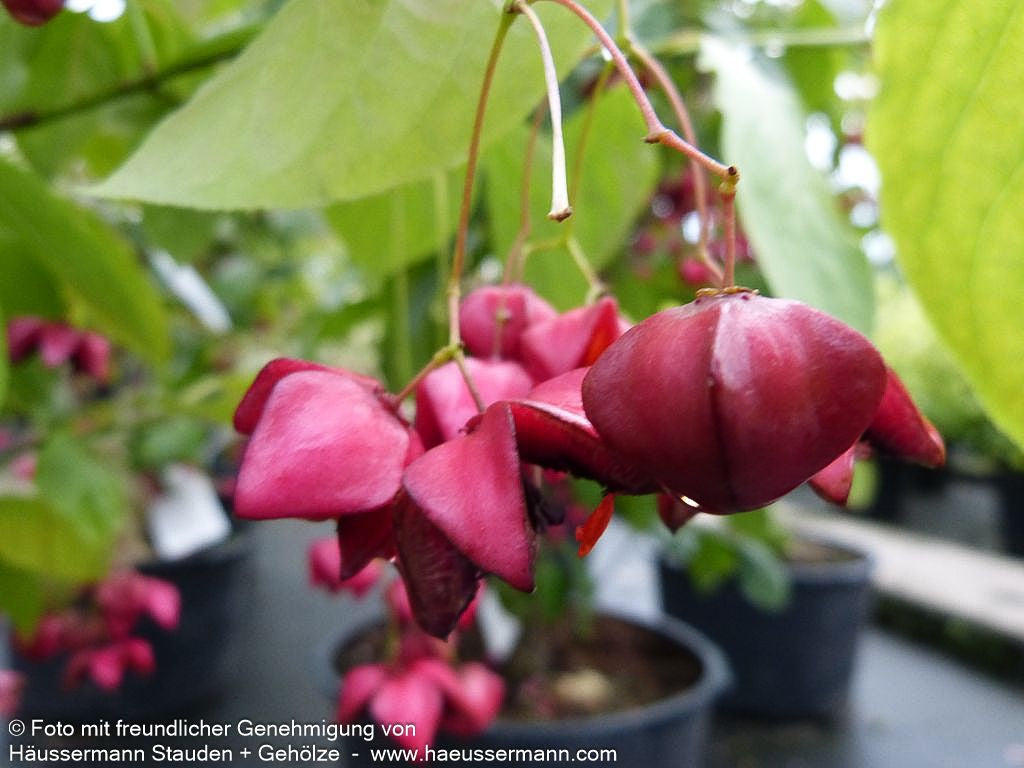 Großfrüchtiges Pfaffenhütchen (Euonymus planipes)