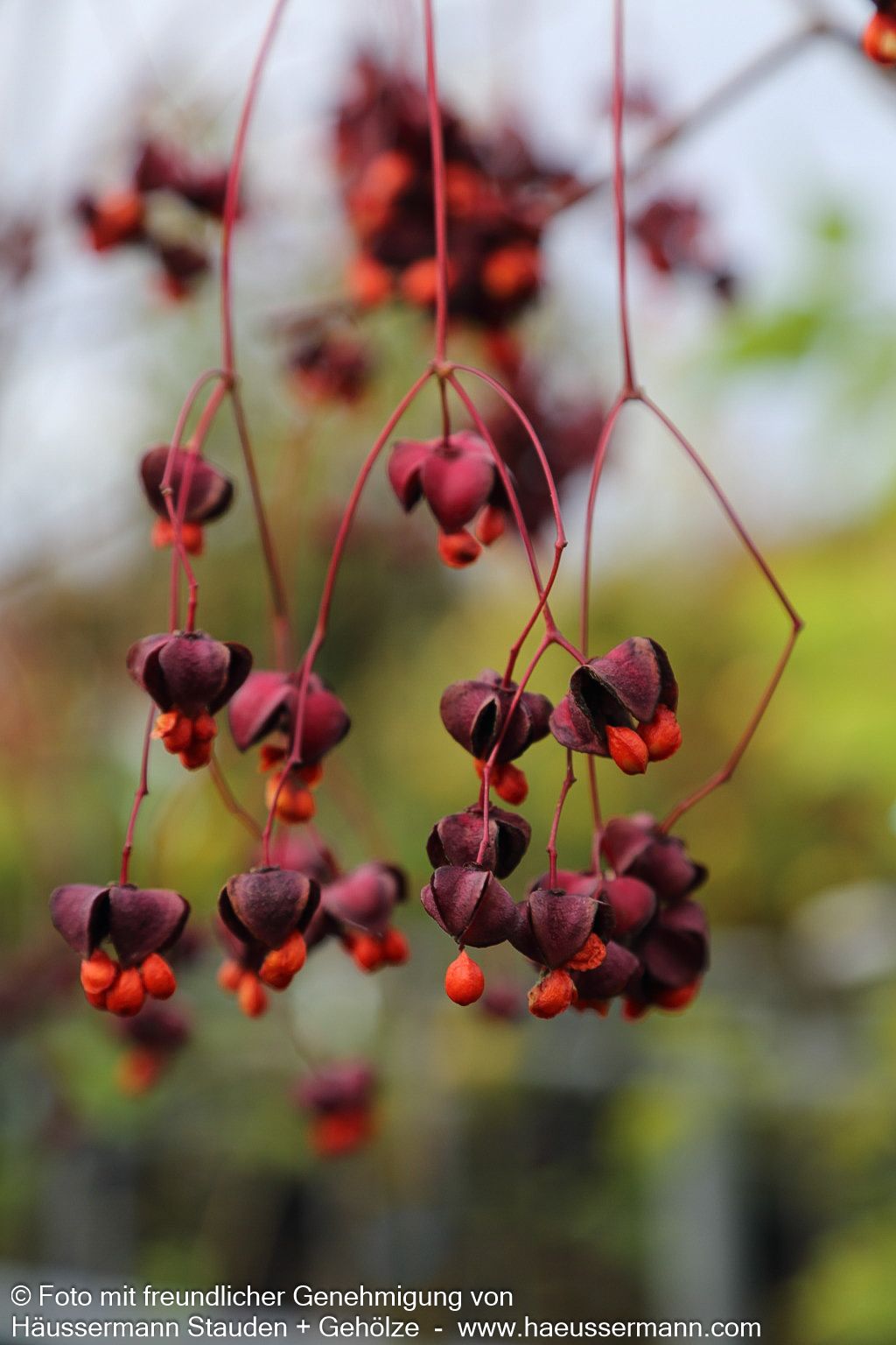 Großfrüchtiges Pfaffenhütchen (Euonymus planipes)