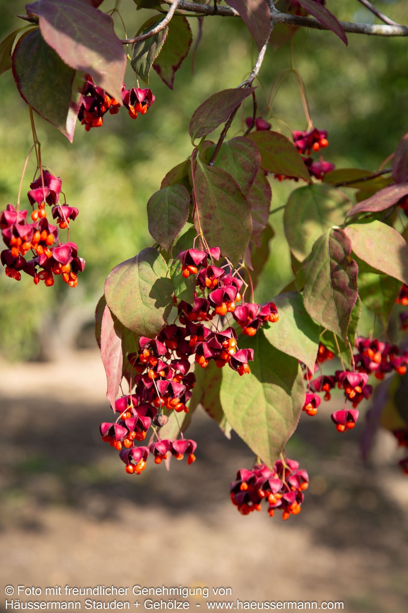 Großfrüchtiges Pfaffenhütchen (Euonymus planipes)
