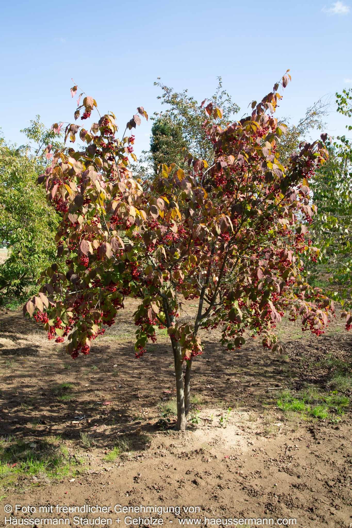 Großfrüchtiges Pfaffenhütchen (Euonymus planipes)