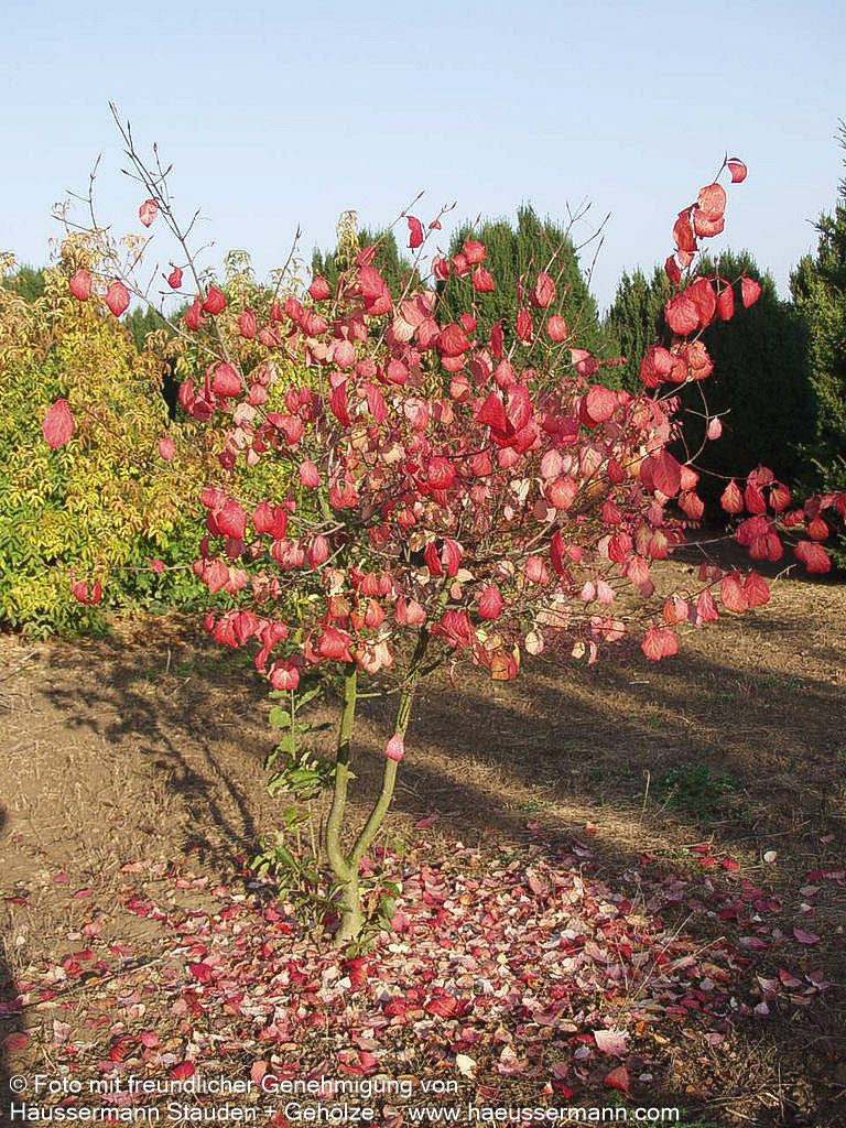 Großfrüchtiges Pfaffenhütchen (Euonymus planipes)