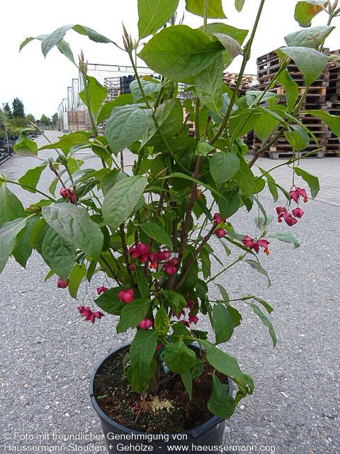 Großfrüchtiges Pfaffenhütchen (Euonymus planipes)