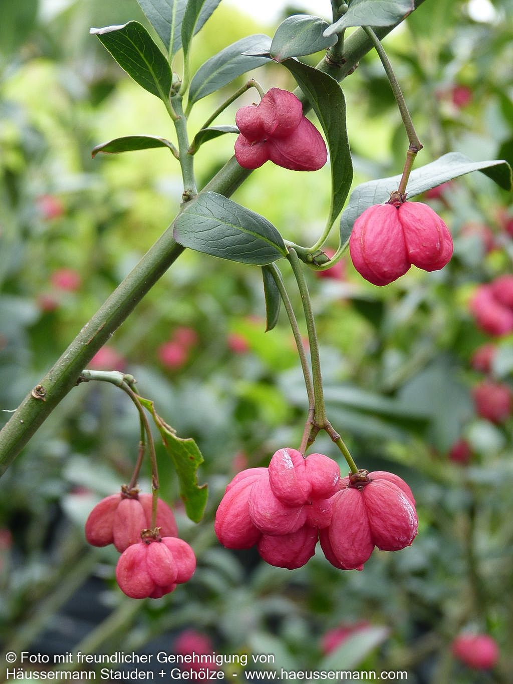 Großfrüchtiges Pfaffenhütchen 'Red Cascade' (Euonymus europaeus)