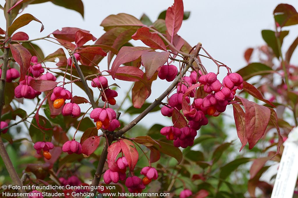Großfrüchtiges Pfaffenhütchen 'Red Cascade' (Euonymus europaeus)