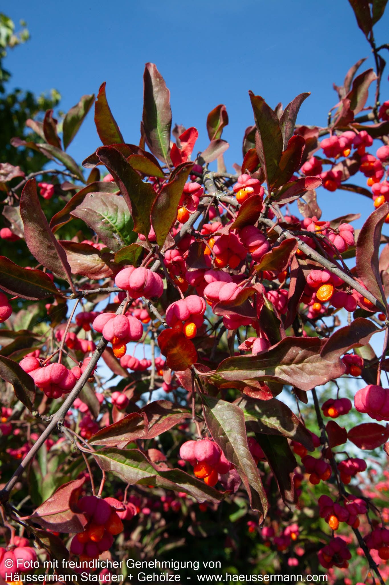 Großfrüchtiges Pfaffenhütchen 'Red Cascade' (Euonymus europaeus)