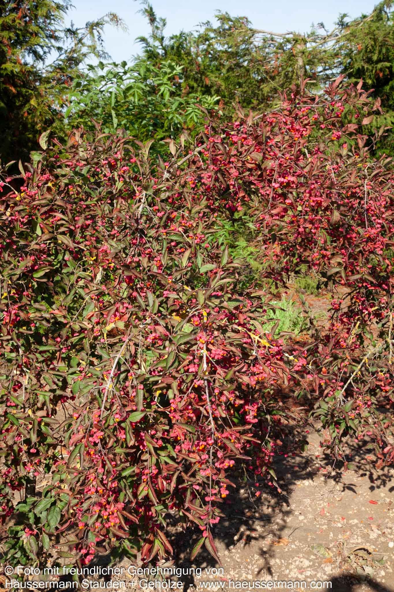 Großfrüchtiges Pfaffenhütchen 'Red Cascade' (Euonymus europaeus)