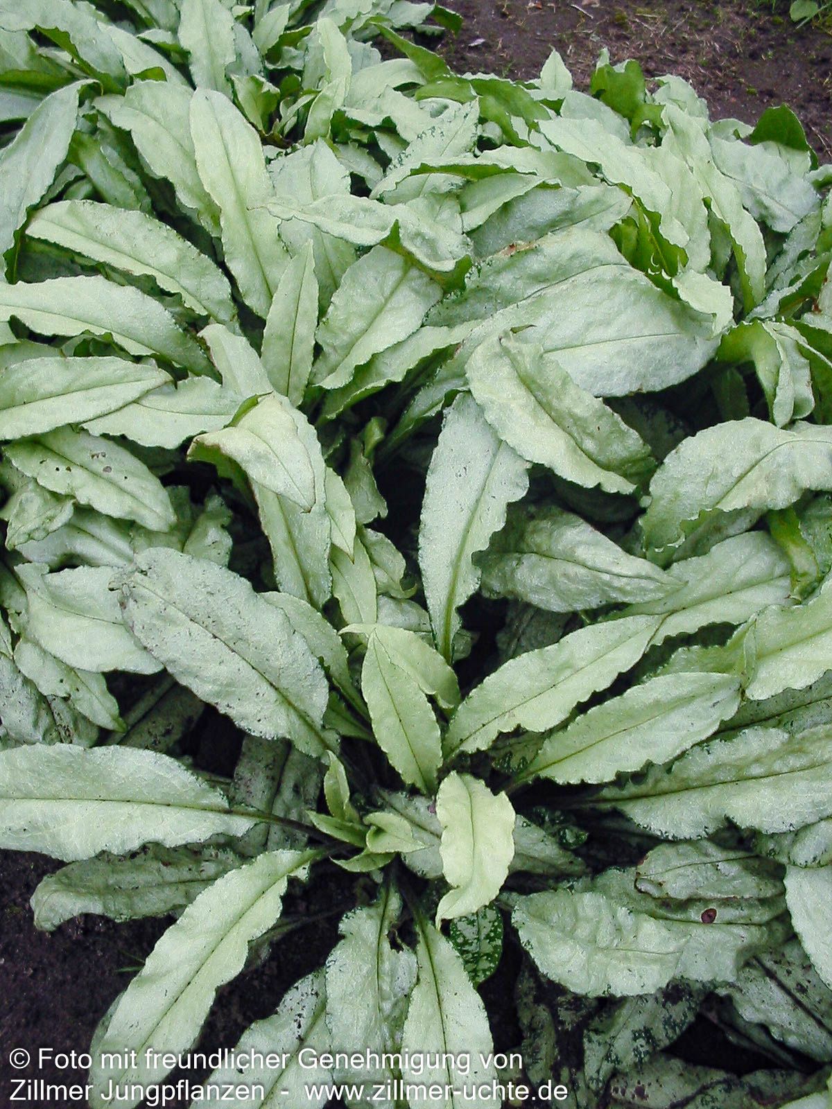 Großgeflecktes Lungenkraut 'Majeste' (Pulmonaria saccharata)