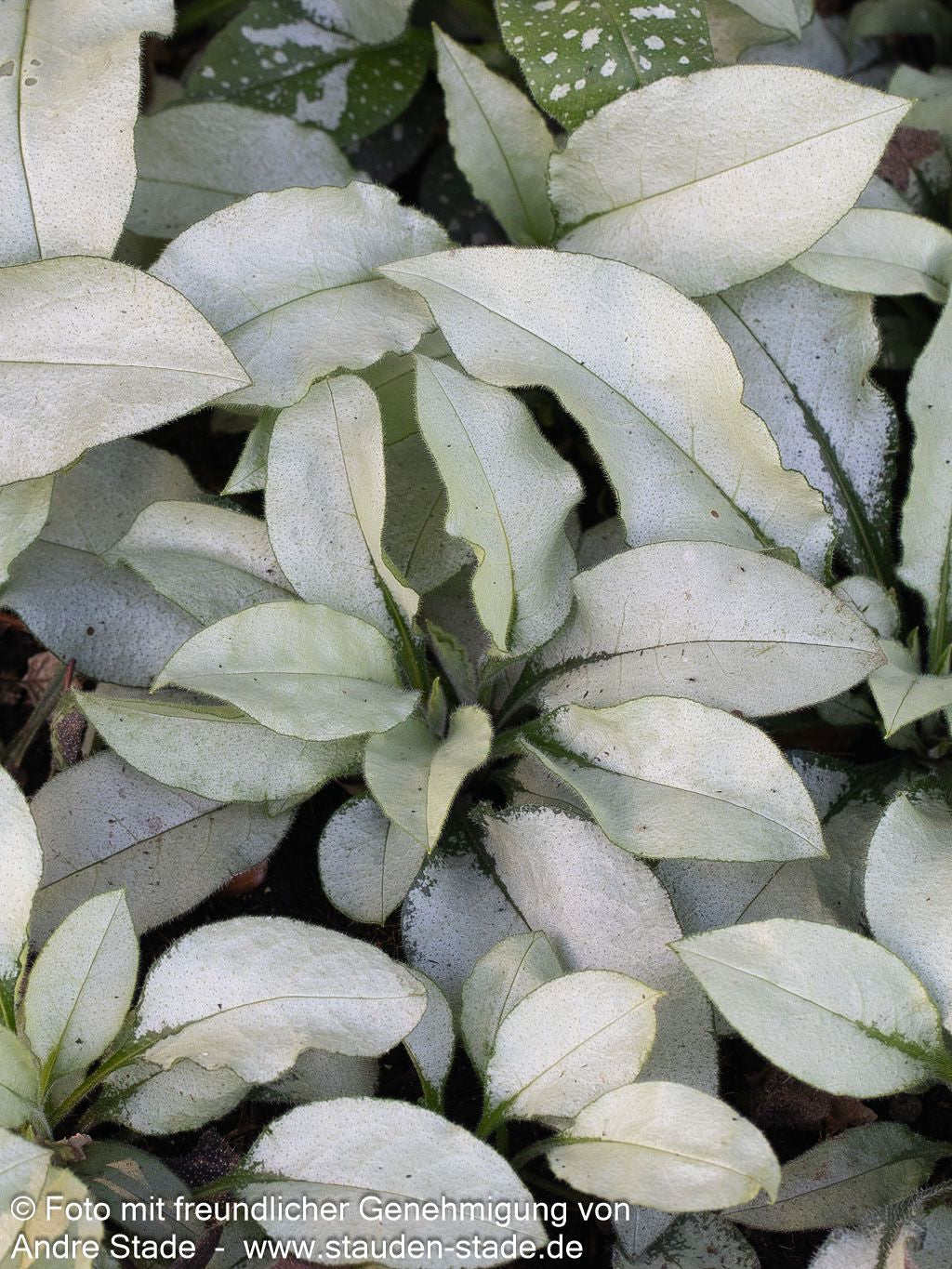 Großgeflecktes Lungenkraut 'Majeste' (Pulmonaria saccharata)