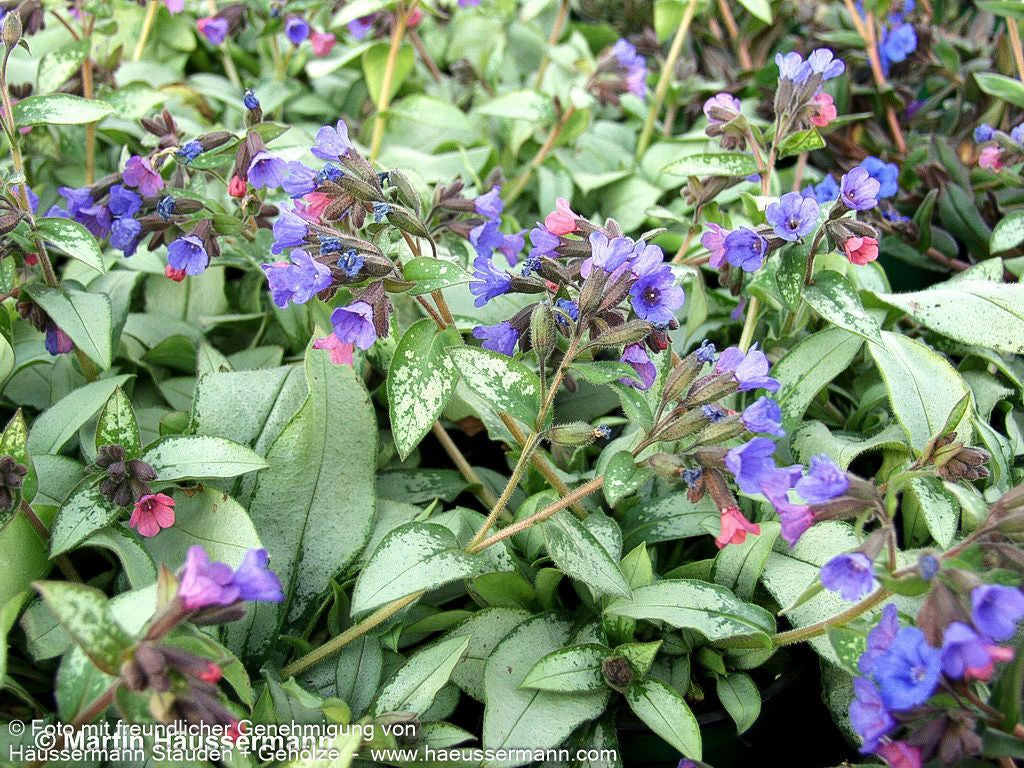 Großgeflecktes Lungenkraut 'Majeste' (Pulmonaria saccharata)