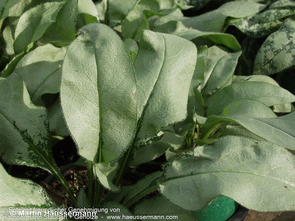 Großgeflecktes Lungenkraut 'Majeste' (Pulmonaria saccharata)