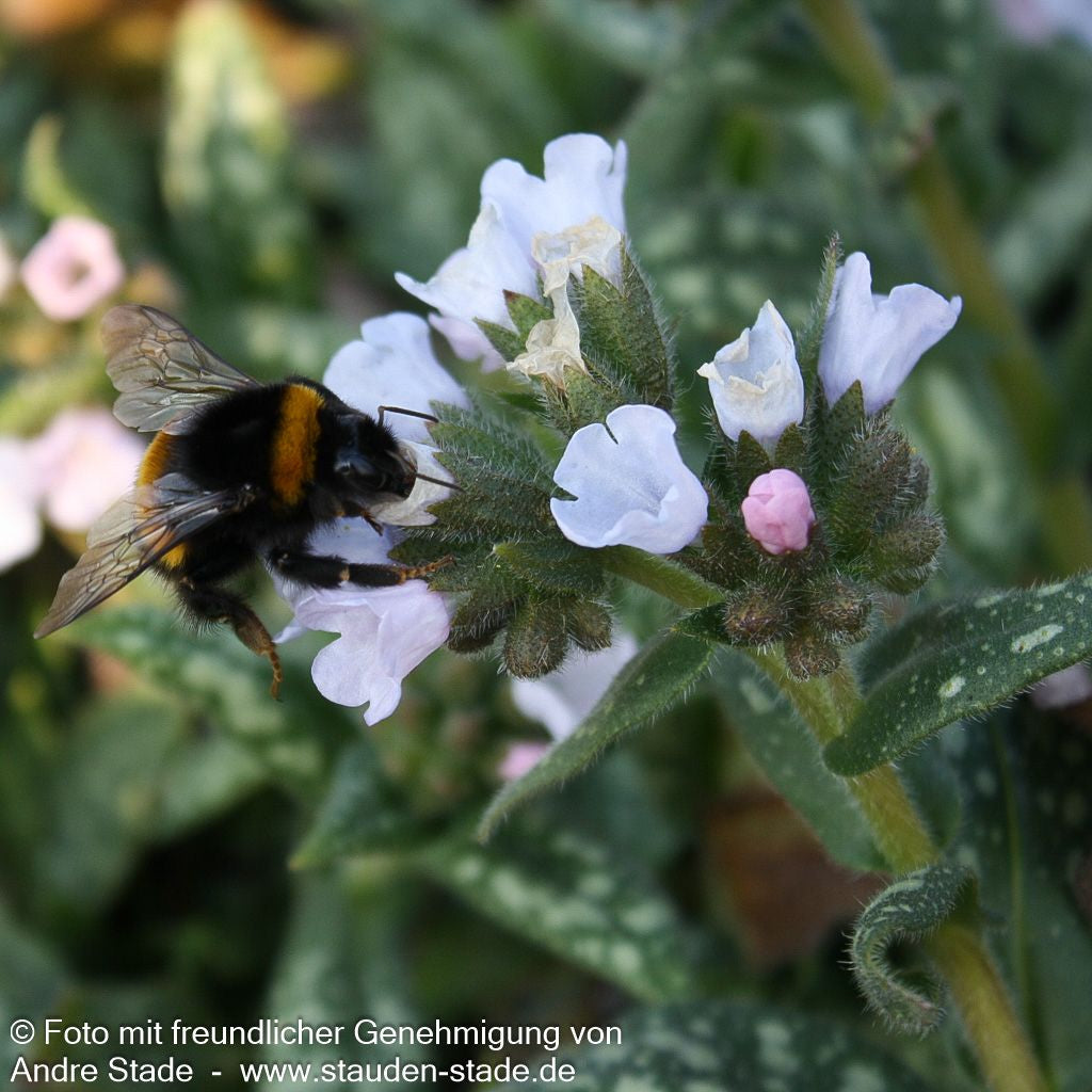 Großgeflecktes Lungenkraut 'Opal' (Pulmonaria saccharata)