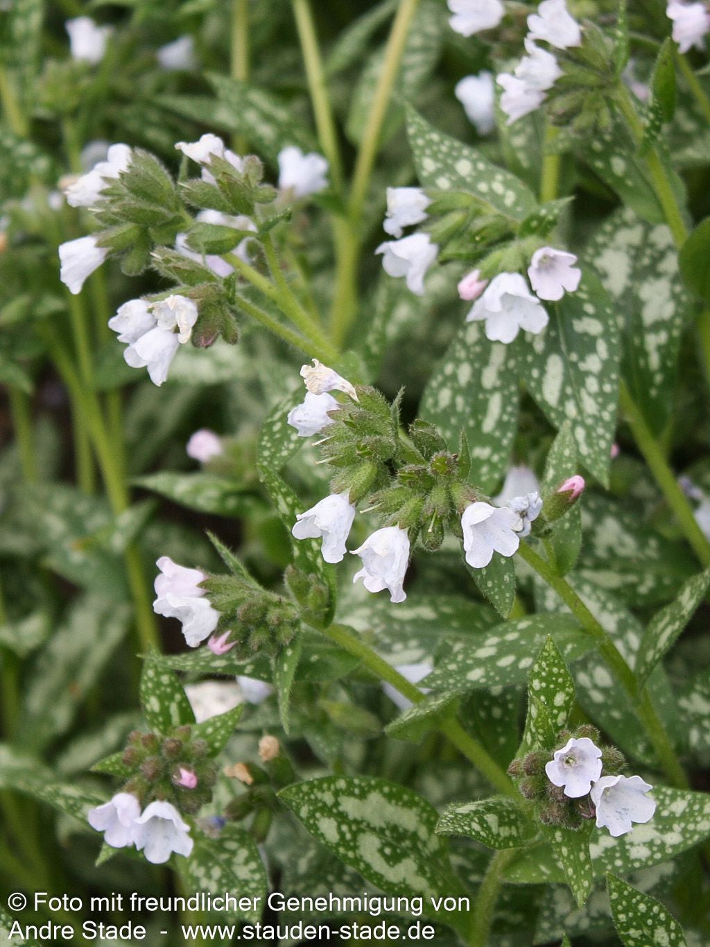 Großgeflecktes Lungenkraut 'Opal' (Pulmonaria saccharata)