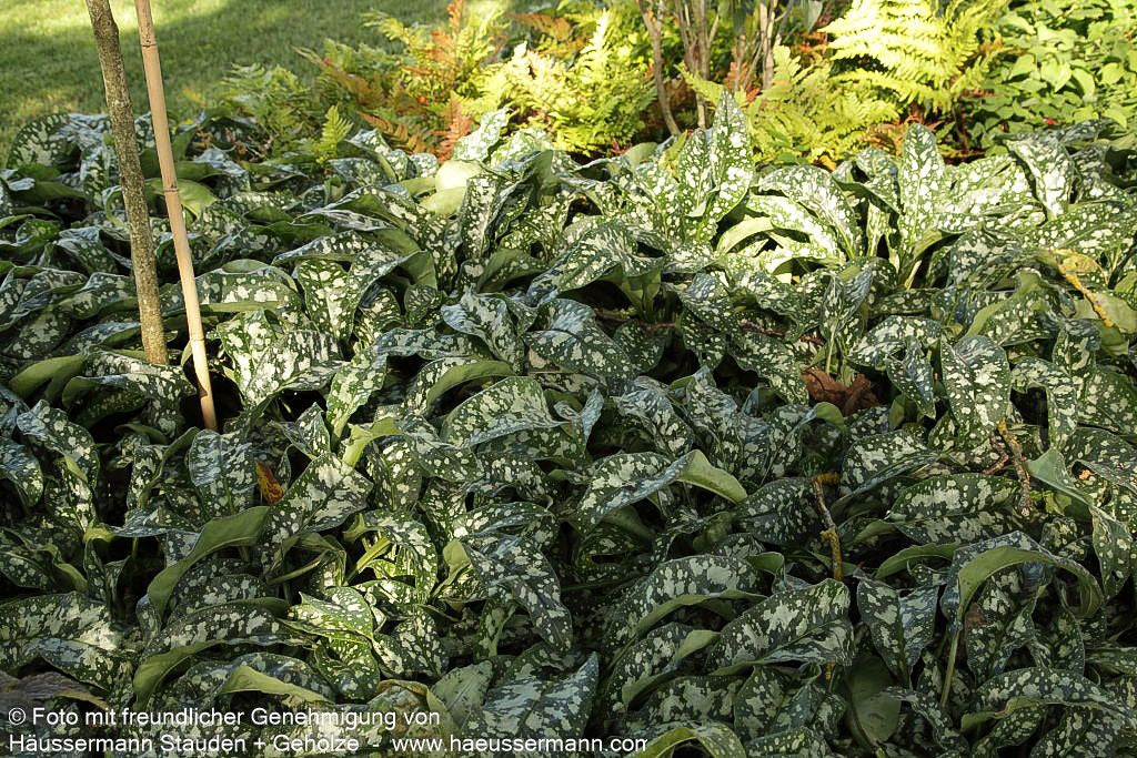 Großgeflecktes Lungenkraut 'Opal' (Pulmonaria saccharata)