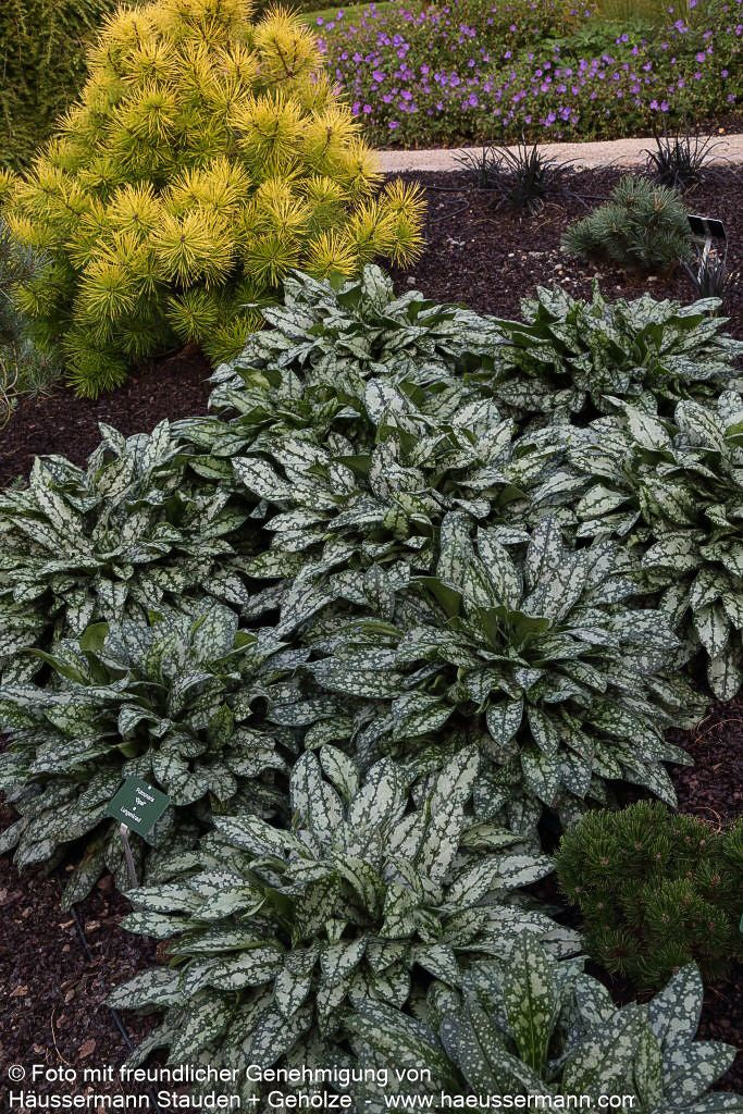 Großgeflecktes Lungenkraut 'Opal' (Pulmonaria saccharata)