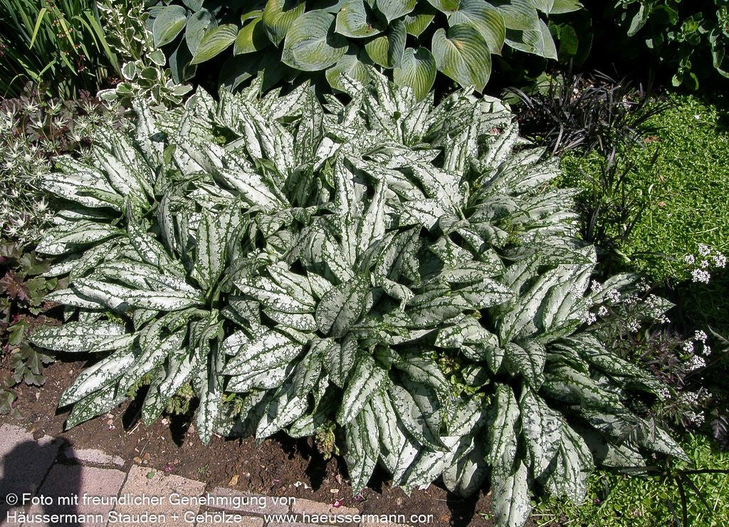 Großgeflecktes Lungenkraut 'Opal' (Pulmonaria saccharata)