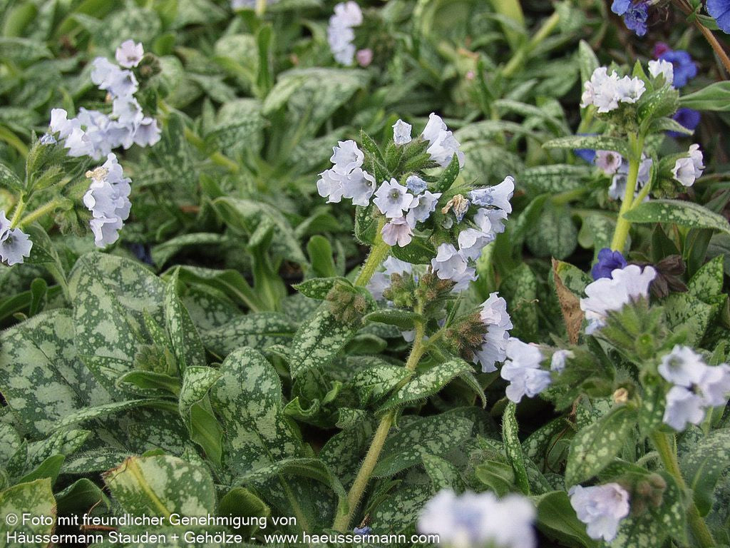 Großgeflecktes Lungenkraut 'Opal' (Pulmonaria saccharata)