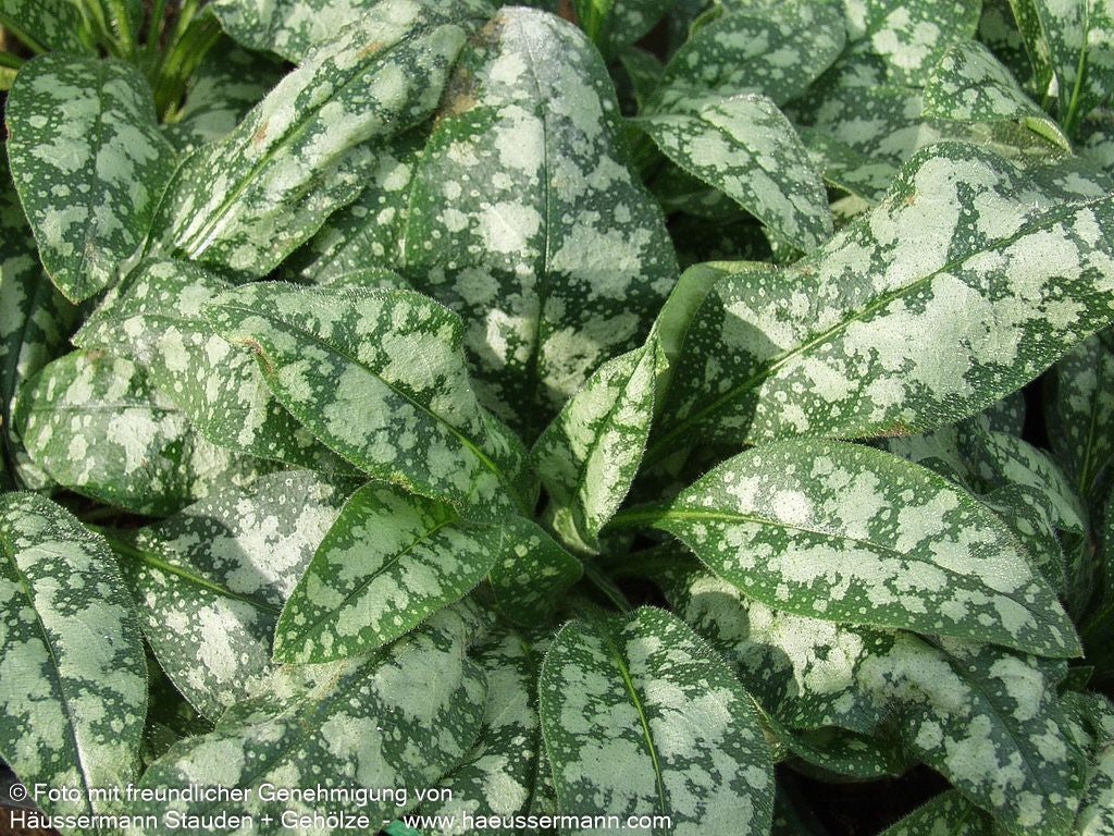 Großgeflecktes Lungenkraut 'Opal' (Pulmonaria saccharata)