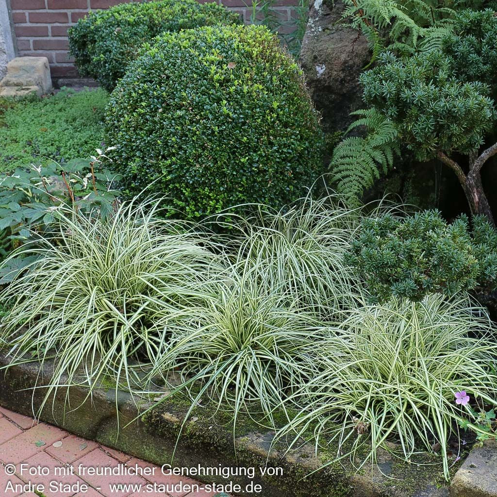 Grün-Goldene Japan-Segge 'Evergold' (Carex oshimensis)