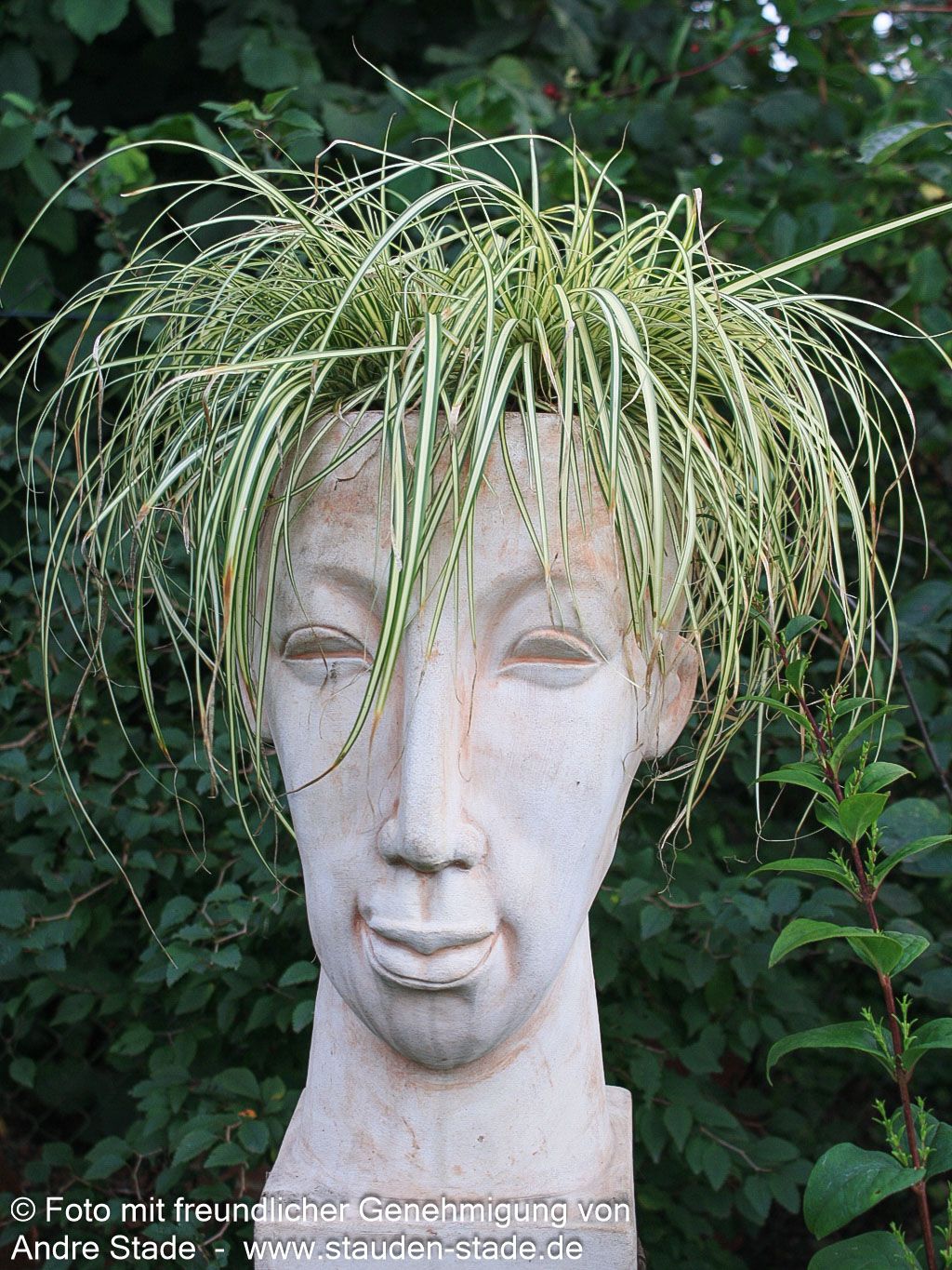 Grün-Goldene Japan-Segge 'Evergold' (Carex oshimensis)