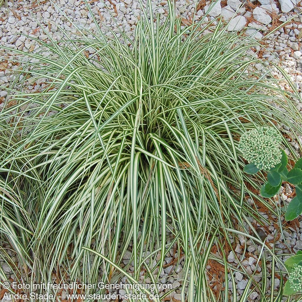 Grün-Goldene Japan-Segge 'Evergold' (Carex oshimensis)