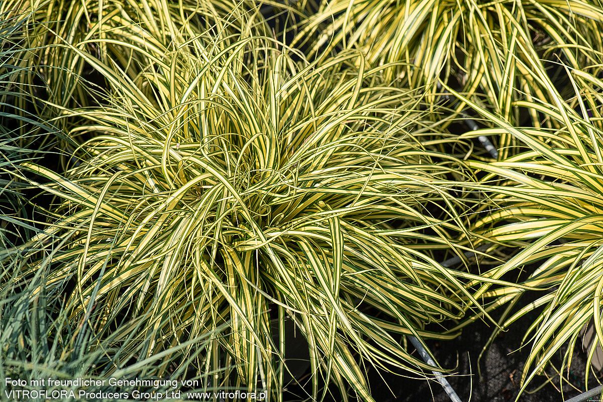 Grün-Goldene Japan-Segge 'Evergold' (Carex oshimensis)