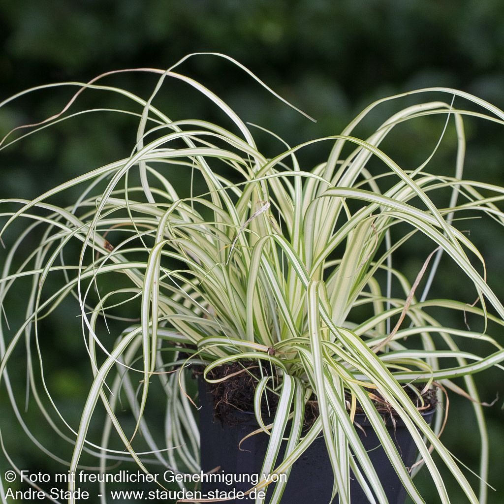 Grün-Weiße Japan-Segge 'Ice Cream' (Carex oshimensis)