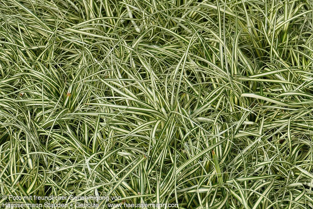 Grün-Weiße Japan-Segge 'Ice Cream' (Carex oshimensis)