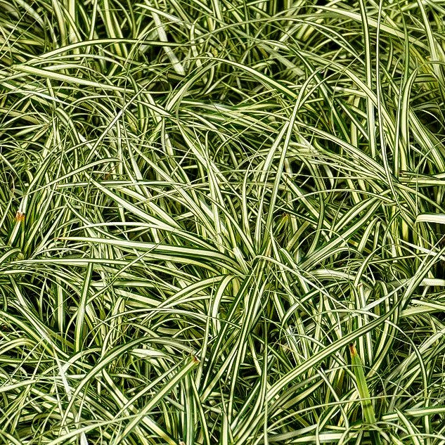 Grün-Weiße Japan-Segge 'Ice Cream' (Carex oshimensis)